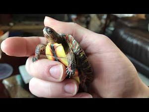 The Turtle Source Unboxing -- Mexican Red Legged Wood Turtle