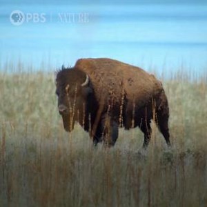 Are bison and buffalo the same? | Nature | PBS