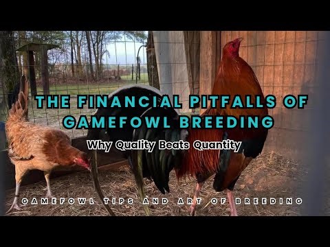The Financial Pitfalls of Gamefowl Overbreeding | Why Quality Beats Quantity