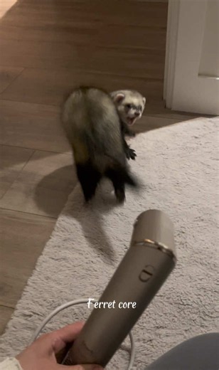 Ferret Core Moments: Best Clips of Fred the Ferret