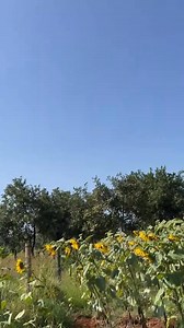 1.3K views · 21 reactions | SUNFLOWER FARMING. Sunflower farming,...