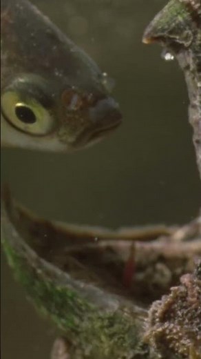 This Is How Snapping Turtles Hunt #shorts