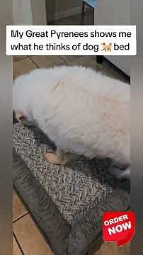 Extra-Large Dog Bed Test Run #dogs #greatpyrenees