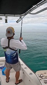 Reeling in a Mangrove SNAPPER #mangrovesnapper #snapper #reelitin | South Florida Fishing Channel