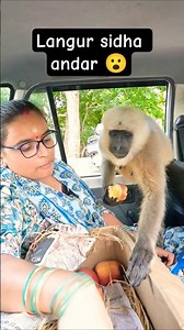 Langur mama kasmir ka apple hai special for you