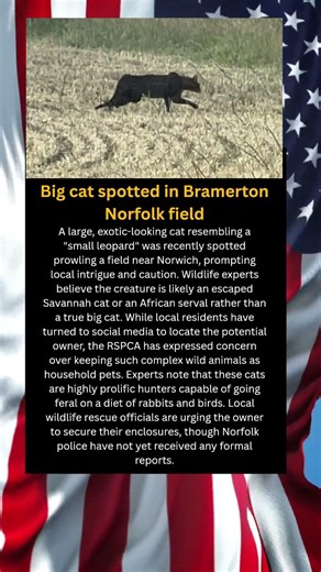 Big cat spotted in Bramerton Norfolk field