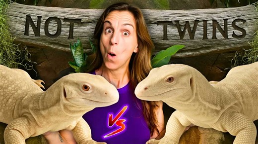 Animals that look the same - but belong to different species