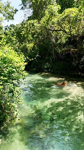 Forest paradise swim🌸🧚‍♀️🫧 #relaxing #clearwater #river #swimming #adventure #peace #wanderlust #naturetherapy #forestbathing #AdventureAwaits #travelwithme #explore #NaturalBeauty #wilderness #Paradise #florida #floridasprings #vacation #getaway | Lakewet