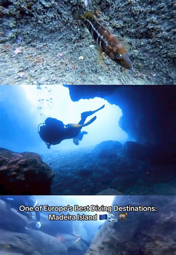 One of Europe’s Best Diving Destinations: Madeira Island 🇪🇺🌊🤿 A scuba diving experience in Garajau Reserve during a diving trip to Portugal. Crystal clear underwater views in the Mediterranean Sea make this adventure and travel destination one of the best in Europe. #scubadiving #oceanlife #underwaterworld #madeiraisland #adventuretravel