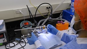 Controlled Cortical Impact Model of Mouse Brain Injury with Therapeutic Transplantation of Human Induced Pluripotent Stem Cell-Derived Neural Cells