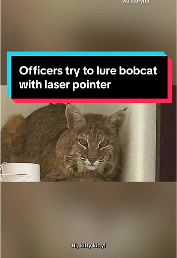 A bobcat wandered into a Denver home and made itself comfortable on a shelf next to the TV. When deputies arrived, they attempted to coax it down using the green laser sights from their Tasers. The Jefferson County Sheriff praised the approach as thinking “outside the box.” In bodycam footage, one deputy can be heard saying, “Well, I’m going to see if he chases the laser. I don’t know, cats like lasers.” #colorado #bobcat #cats #news #denver #bodycam