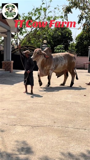 Want to see the BEST of the best cow farm in Myanmar? 📍🇲🇲 COME CHECK US OUT AT @TT COW FARM 🤩✨💫#နွား #မြန်မာtiktok #myanmartiktok #fyp #ramadan