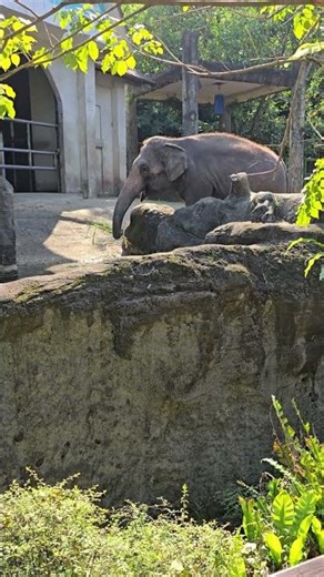 亞洲象Asian Elephant/Taipei Zoo