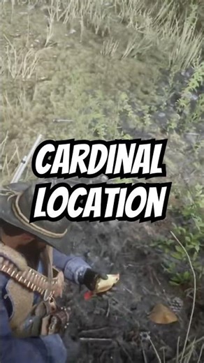 Cardinal location #rdr2