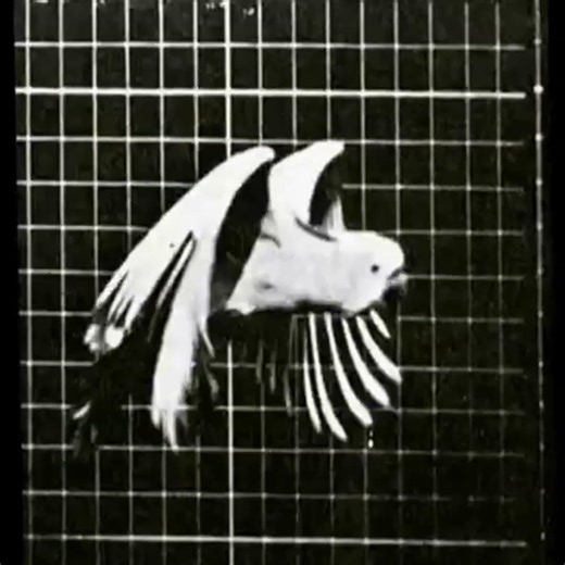 Cockatoo Flying 3 (1887) Eadweard Muybridge
