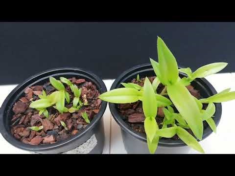 Es un logro inmenso poder reproducir y germinar tus orquídeas en casa de manera natural!