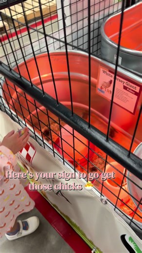 Start Your Tractor Supply Chick Season Today!