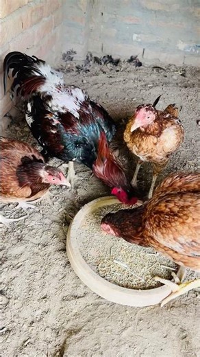 Aseel Murgi Aur Aseel Murgy #birds #chickenfarming #chicken #ytshorts