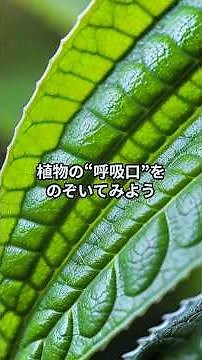 葉っぱの裏に注目！“気孔”が果たす意外な役割