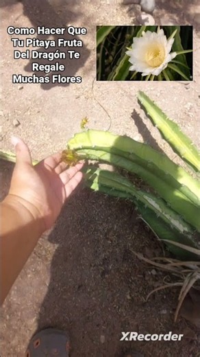 Que hacer para que tu pitaya fruta del dragón te regale muchas flores