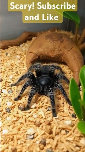 Caring for Your American Curly-Haired Tarantula