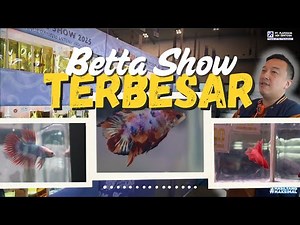 The Largest Betta Fish Contest Featuring Thousands of Entries from Various Regions! - Nusatic Bet...
