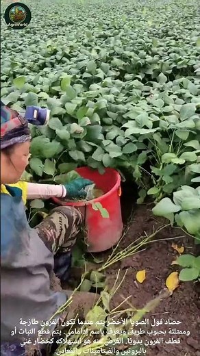 Green Soybean Harvesting By Hand: حصاد فول الصويا الاخضر يدوياً. #farming #زراعة #explore