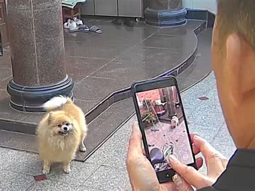 为了让大萌来新家有地方住每天都在徒劳地整理