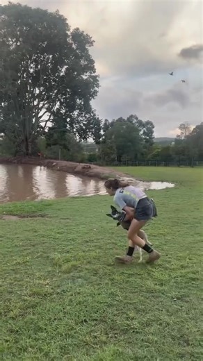 17 reactions | Life with a Cattle Dog—never a dull moment! Keep their brain busy, put in the training, and you’ll have a happy, well-balanced partner in crime!@her.majesty.the.quinn | Australian Cattle Dog | Facebook