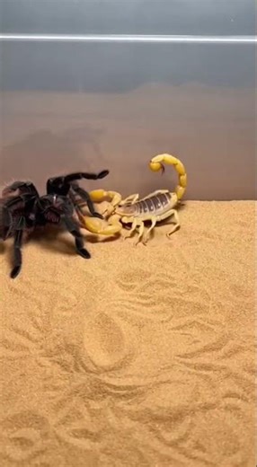 Tarantula vs Giant Desert Scorpion #tarantula #scorpion #animalshorts #wildlife #shorts