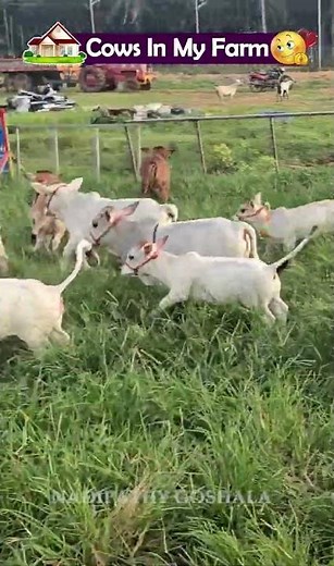 😍World's Shortest Cattle -Nadipathy Cattle | Recreated By Dr P Krishnam Raju | Nadipathy Goshala |