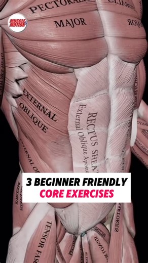 Squat University on Instagram: "How to modify the McGill Big 3 core stability routine! . Shout out @muscleandmotion for the amazing anatomy graphics!"