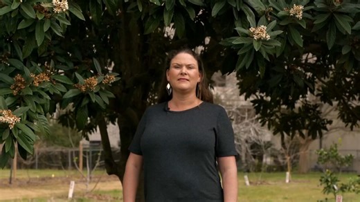 28K views · 314 reactions | Loquats, also known as Japanese plums, are perfect cold-hardy fruit trees for the south that can also be used as a beautiful landscape tree. | LSU AgCenter | Facebook