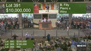 13K views · 93 reactions | The first foal from champion racehorse Winx has sold for a record-breaking $10 million. The sale sets a new all-time record for a thoroughbred yearling. The previous record was $5 million paid for Black Caviar's half brother in 2013. Personalise your news & stay in the know with the ABC NEWS app: https://ab.co/abcnewsapp | ABC News | Facebook