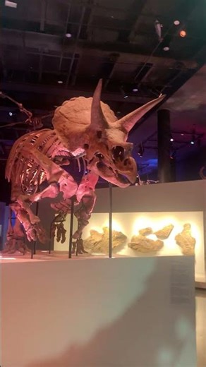 Dinosaur Exhibits | Houston Museum of Natural Science | Houston, Texas