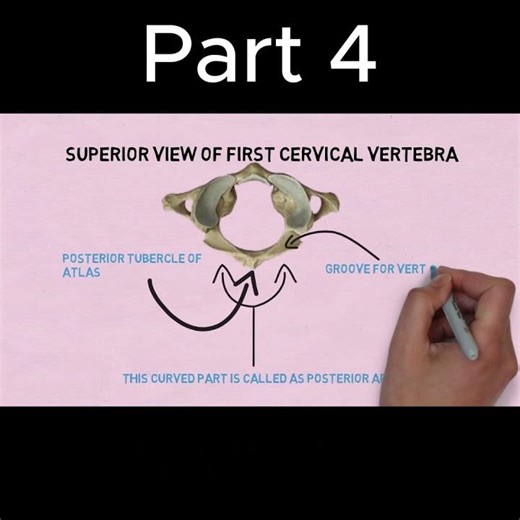 You’re Studying Cervical Vertebra WRONG! (Fix This) Part 4 #anatomy #doctor #mbbs