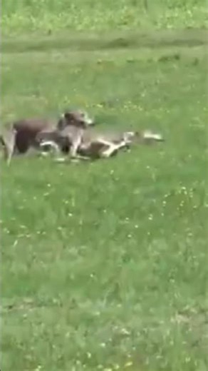 Top Hunting Dog Skills You Must See! 🦌🔥 #HuntingDog#hunting #dog #animals #wildlife #shorts