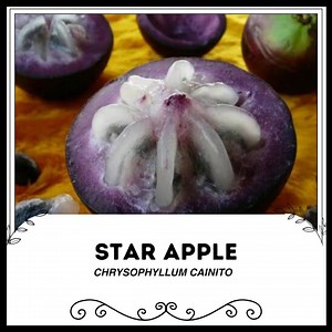 Sternapfel - Chrysophyllum cainito - Seltene 'Frucht'-Samen - Caimito, Lila-Weiß, Milchfrucht, Sternfrucht, Goldener Blattbaum, Sapotaceae - Etsy.de