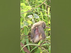 topbird birdspotting birdwatch wildlife birdwatching nature birdfeeding birdsoun