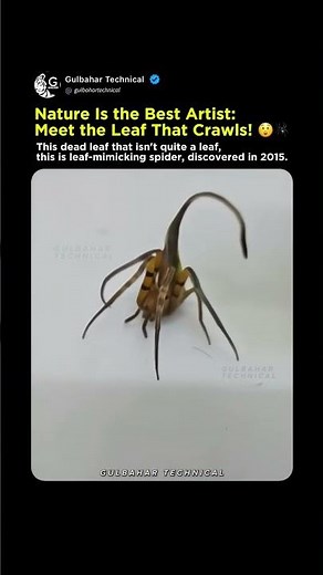 That leaf isn't what you think it is, it's a spider | Nature is the best artist 🤯🍃