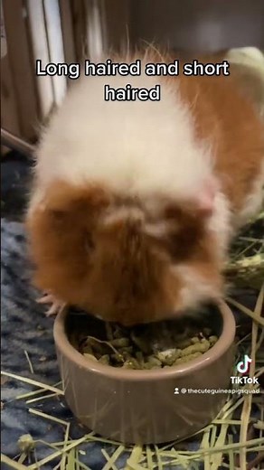 How many different guinea pigs species exist?