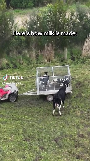 Cows produce milk when they have a calf. They are then forcibly impregnated, and then their offspring are taken away from them to keep the milk for humans. If it's a male, the baby is sent to the slaughterhouse because it can't produce milk. Mothers are also sent for slaughter when they are at the end of their rope, after around 5 years.