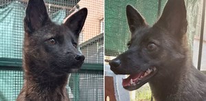 World’s first fox-dog hybrid discovered in Brazil, study says