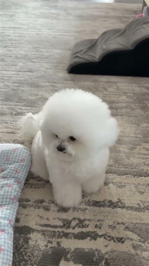 Cute Pet Debut on Douyin: Join the Play Partner Program