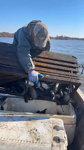 175K views · 1K reactions | Emptied the trap the easy way. #Fish #trap #fishing #work | Red beards catfish traps | Facebook