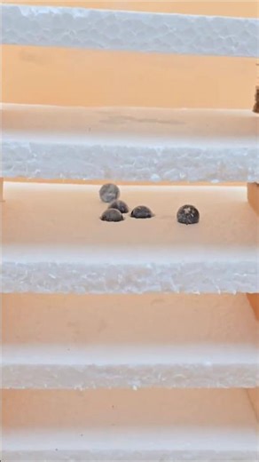 🔥 Hot Balls vs Thermocol #shorts #asmr #experiment