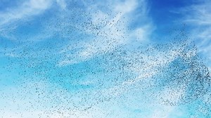 Flock Birds Swarming Against Blue Sky Stock Footage Video (100% Royalty-free) 5991815 | Shutterstock