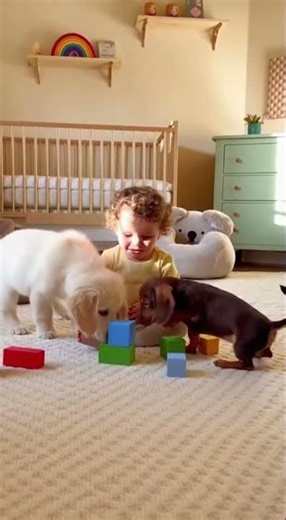 Puppy Power in action! 🐶❤️ #PuppyPower #Shorts