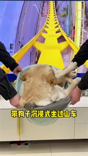 The first time for a dog to ride a roller coaster 😄 #viral #dog #labrador | Gouzi Dog