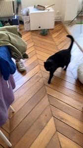 Cache cache Lilou 😺🧡🐾 | Fred félino-graphies